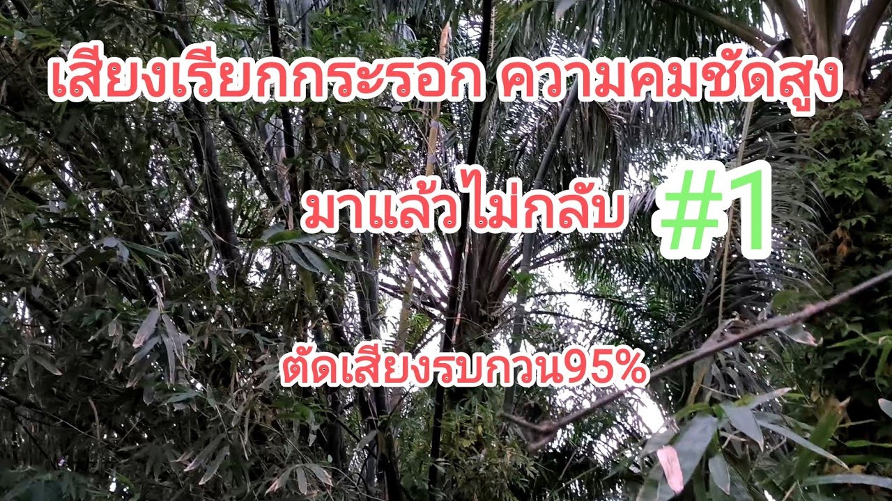 เสียงกระรอก สำหรับต่อเสียงคมชัด100% Squirrel Sound