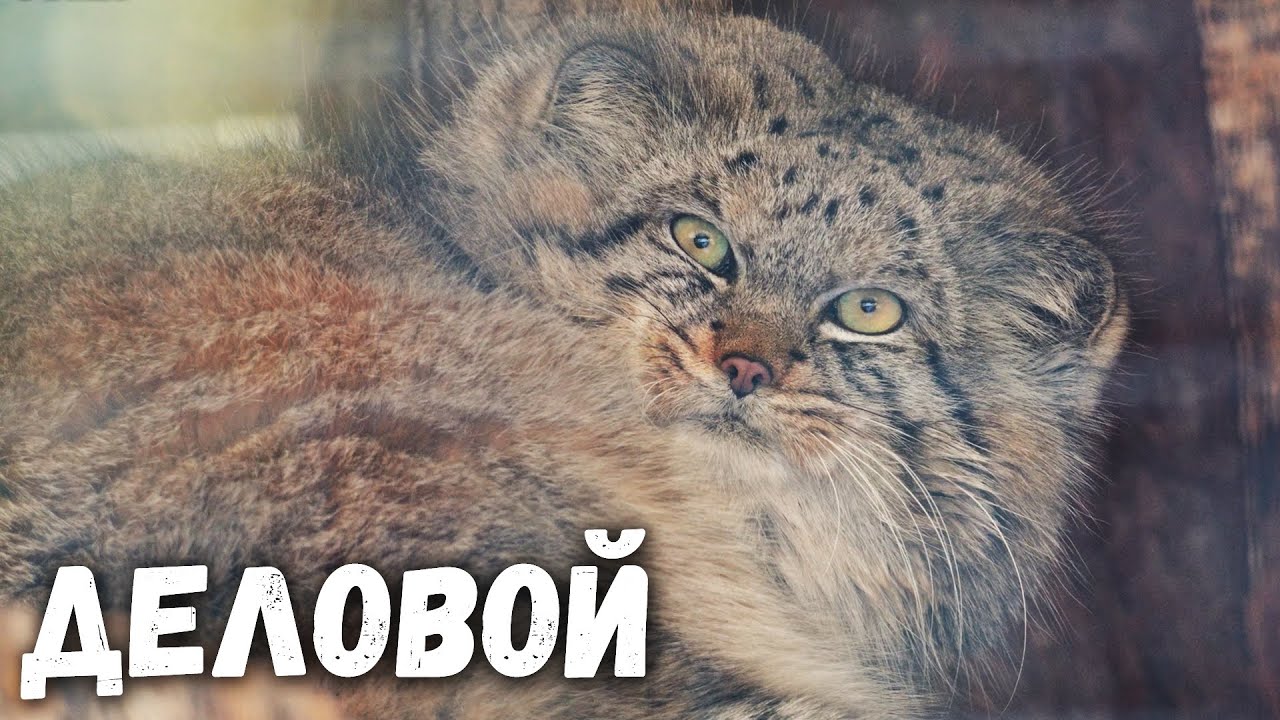 Манул Шу зевнул, почесался и ушел по делам. Ленинградский зоопарк