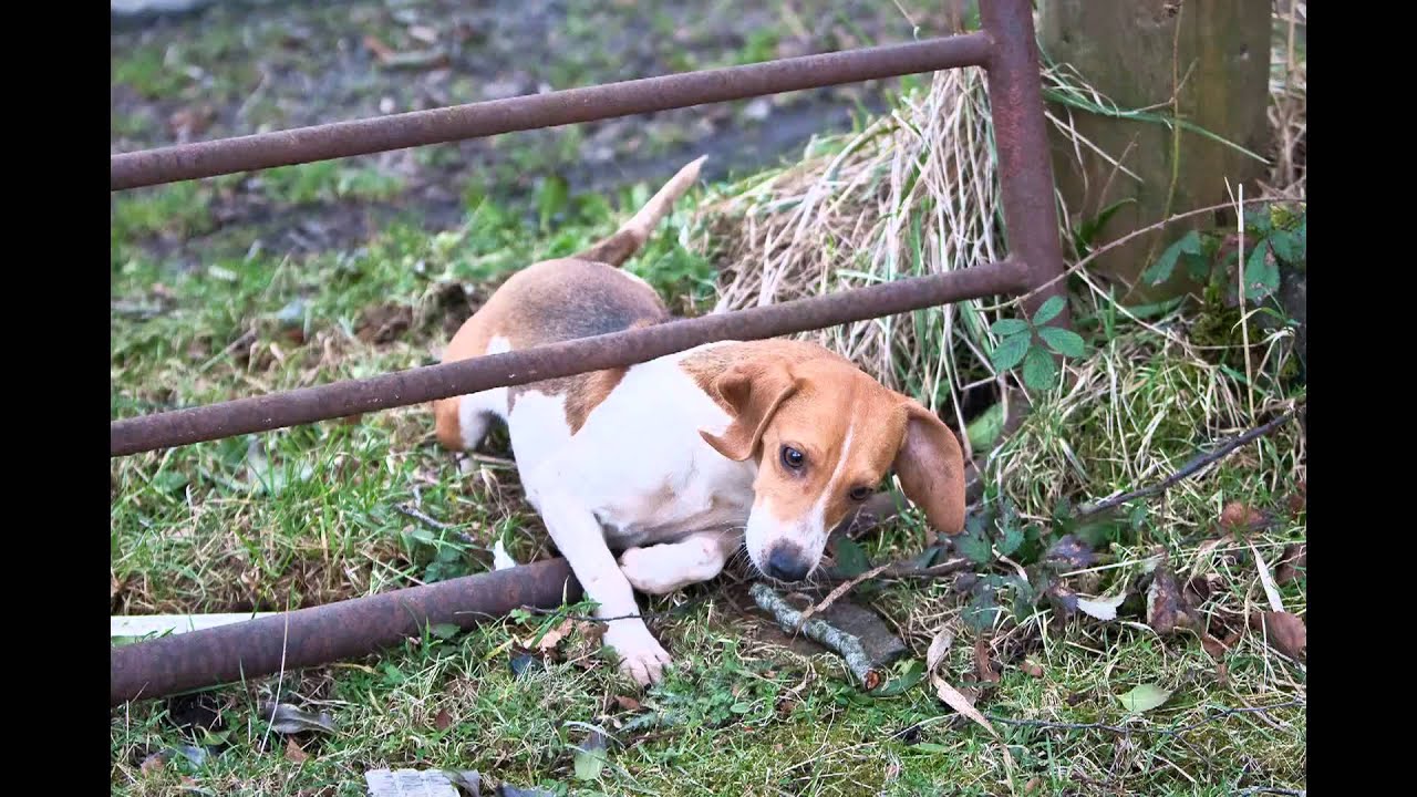 IRISH HUNTING SEASON 2010 - 2011