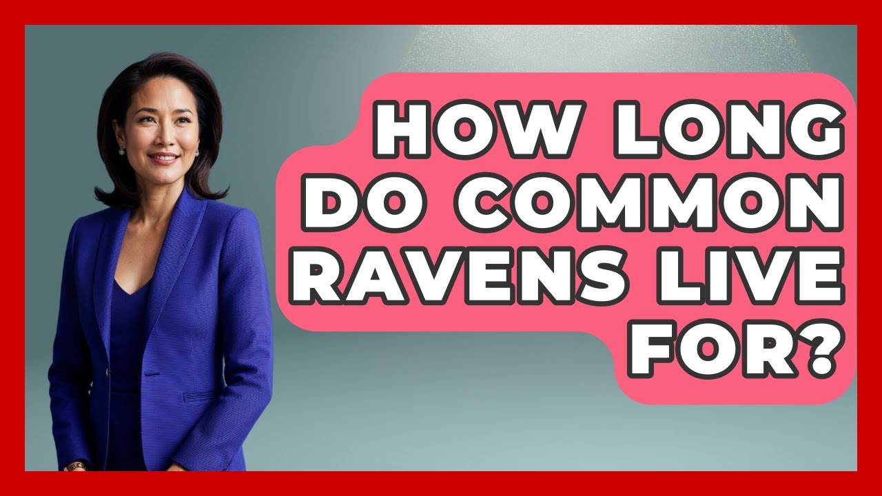 How Long Do Common Ravens Live For? - Bird Watching Diaries