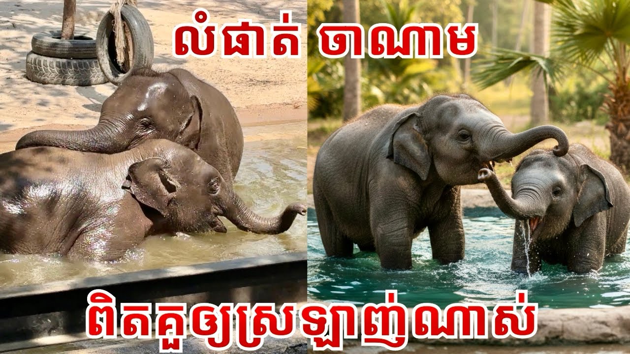 Playful Baby Elephants Lomphat & Chanam Enjoy Water Fun at Phnom Tamao Wildlife Rescue Center