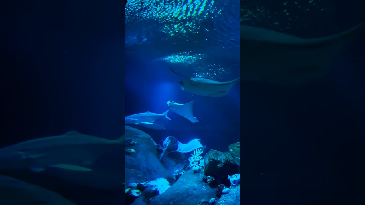 How to Access the New York Aquarium For Free