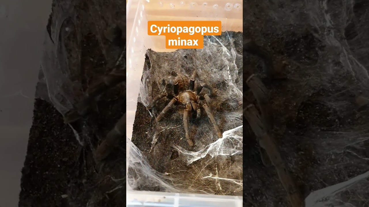 Tarantula feeding | Cyriopagopus minax