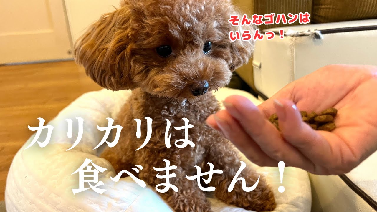 【緊急事態】愛犬がカリカリを食べなくなったので、色々な種類のフードを試してみた / アテレコトイプードル