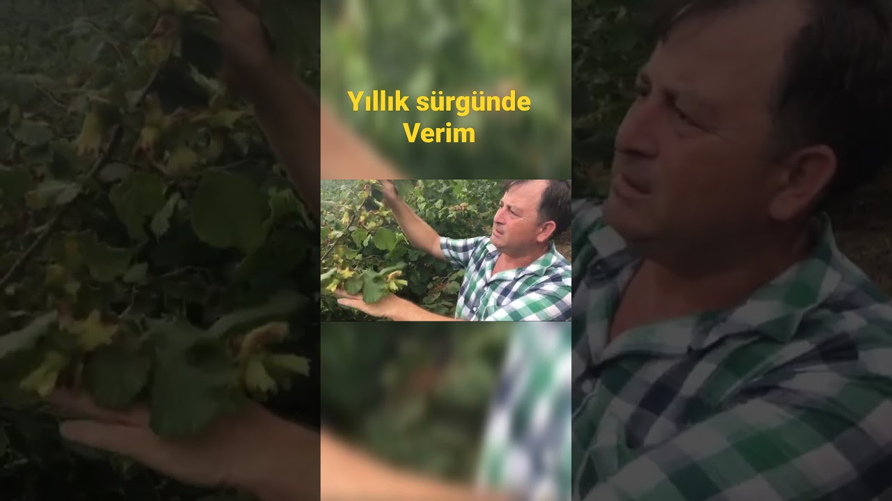 Fındıkta verim i&ccedil;in bunu yap. #&ouml;m&uuml;rduyar #budama #besleme #yılliks&uuml;rg&uuml;n