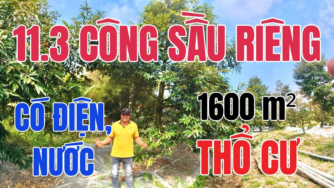 MS 10148 | Choáng Ngợp 11.3 Công Vườn Sầu Riêng View Sông | Sở Hữu Tới 1600m² Thổ Cư | Hàng Hiếm