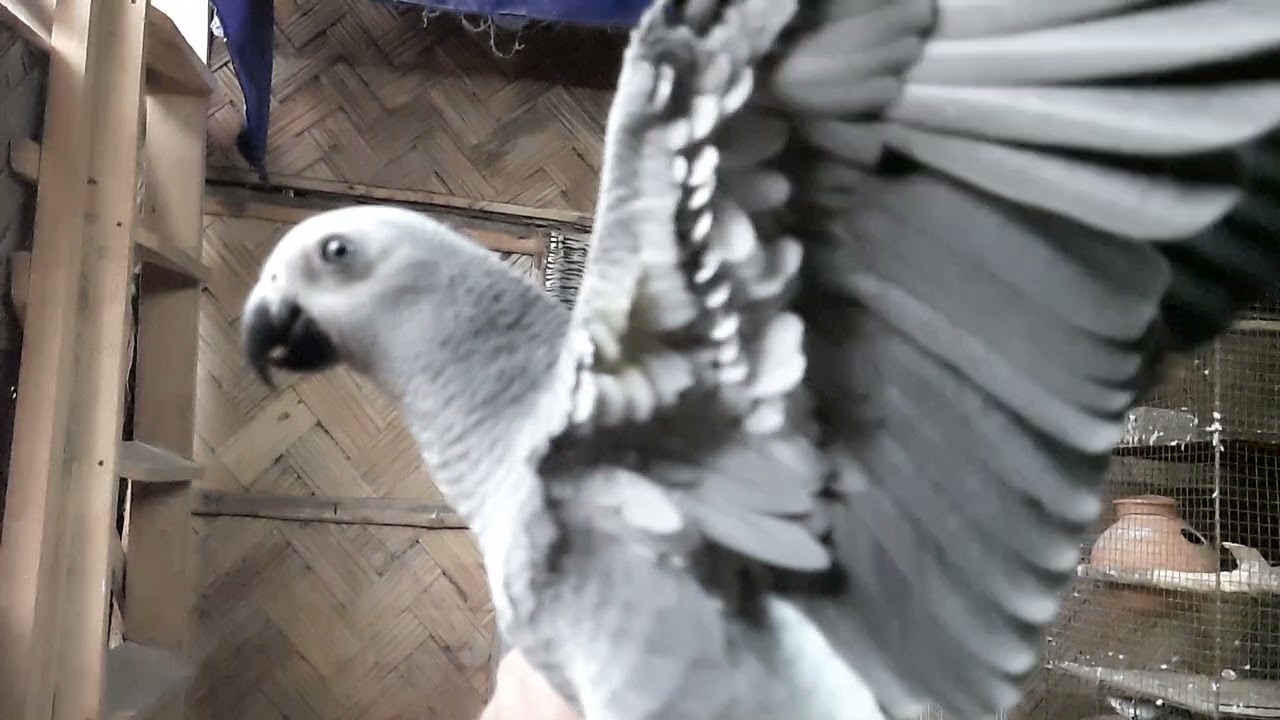 Hand tame African Grey parrot !!
