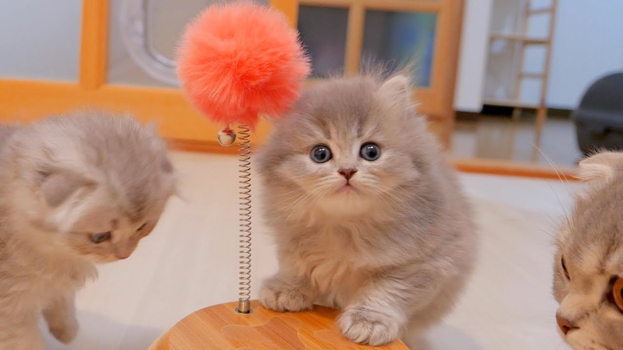 Как в это играть! ? Милый котёнок спрашивает маму, как играть...