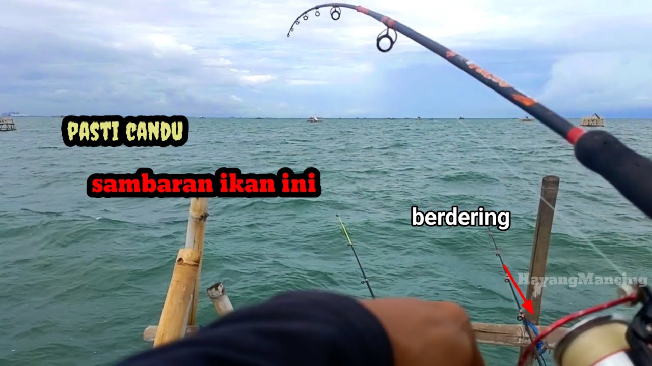 waspada !! jangan lupa kendorin drag rell kalo mancing di bagan ll mancing bagan tanjung kait