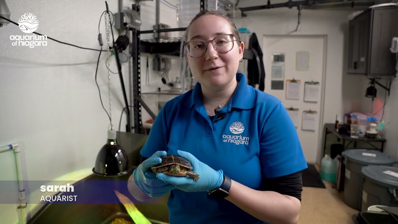 A New Home for Some Special Turtles
