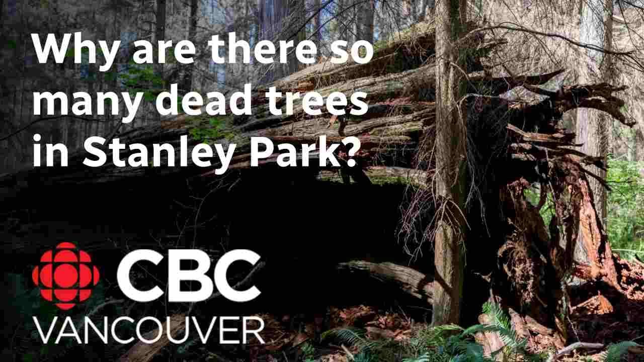 More than a quarter of Stanley Park's trees killed by deadly moth virus: park board