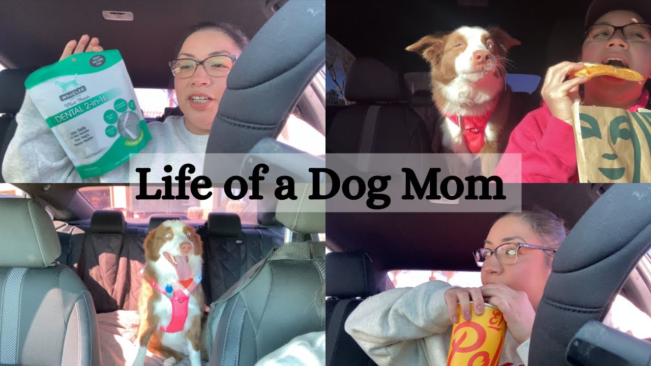 Productive Saturday: Pup Cups & grooming appointments