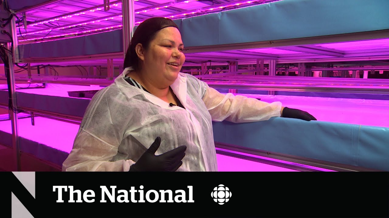 Manitoba researchers design ‘smart’ veggies to combat diabetes