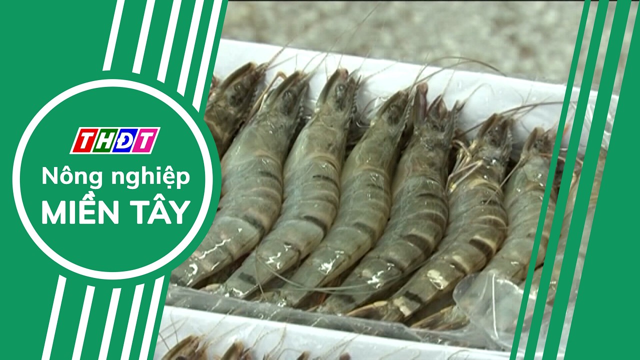 Xuất khẩu tôm tăng trưởng mạnh trong tháng đầu năm | Nông nghiệp Miền Tây