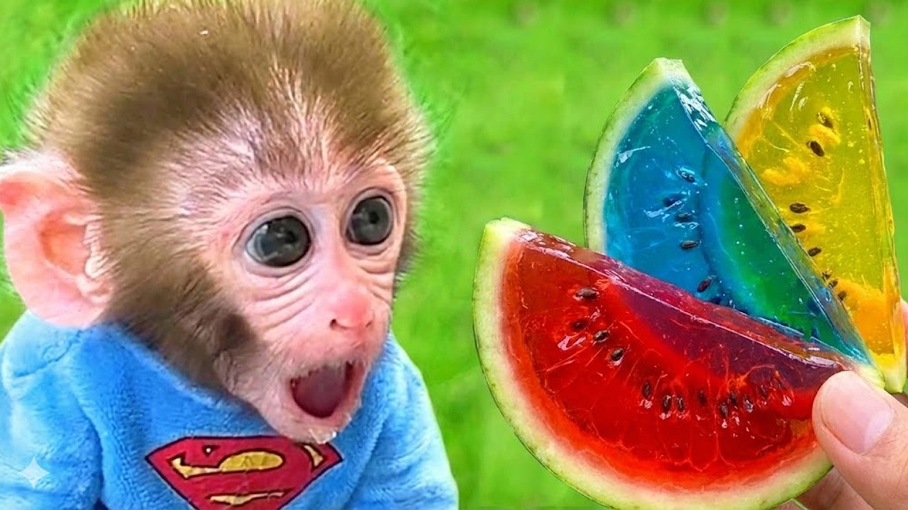 Bebé Mono GoGo Disfruta De Una Deliciosa Sandía De Gelatina De Colores! - Gogo ESP