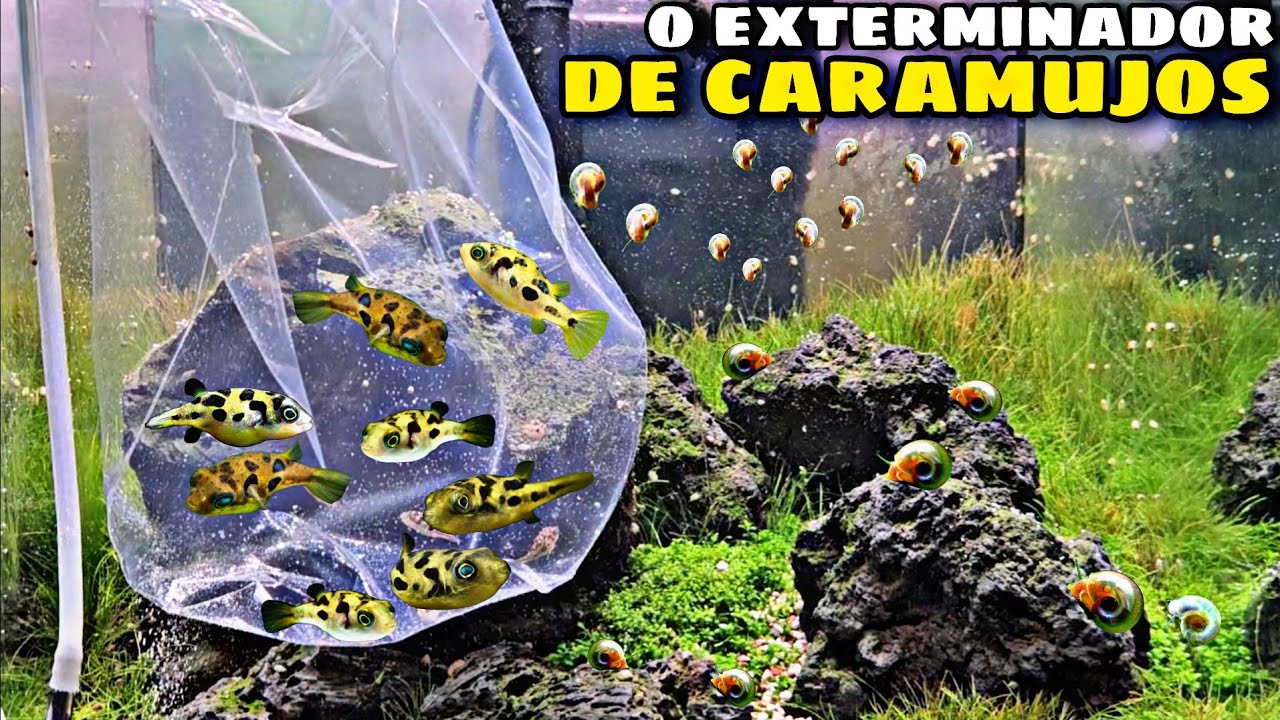 O MELHOR PEIXE PARA COMER CARAMUJOS: BAIACU ANÃO