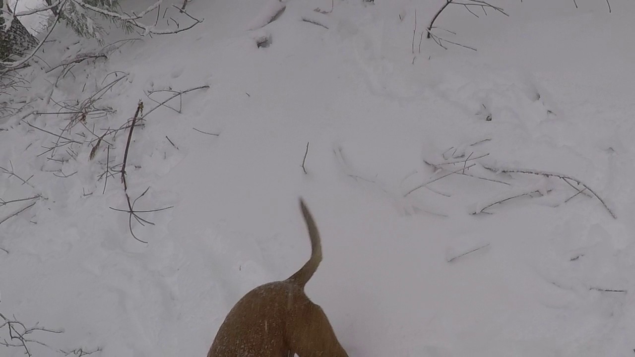 winter storm niko