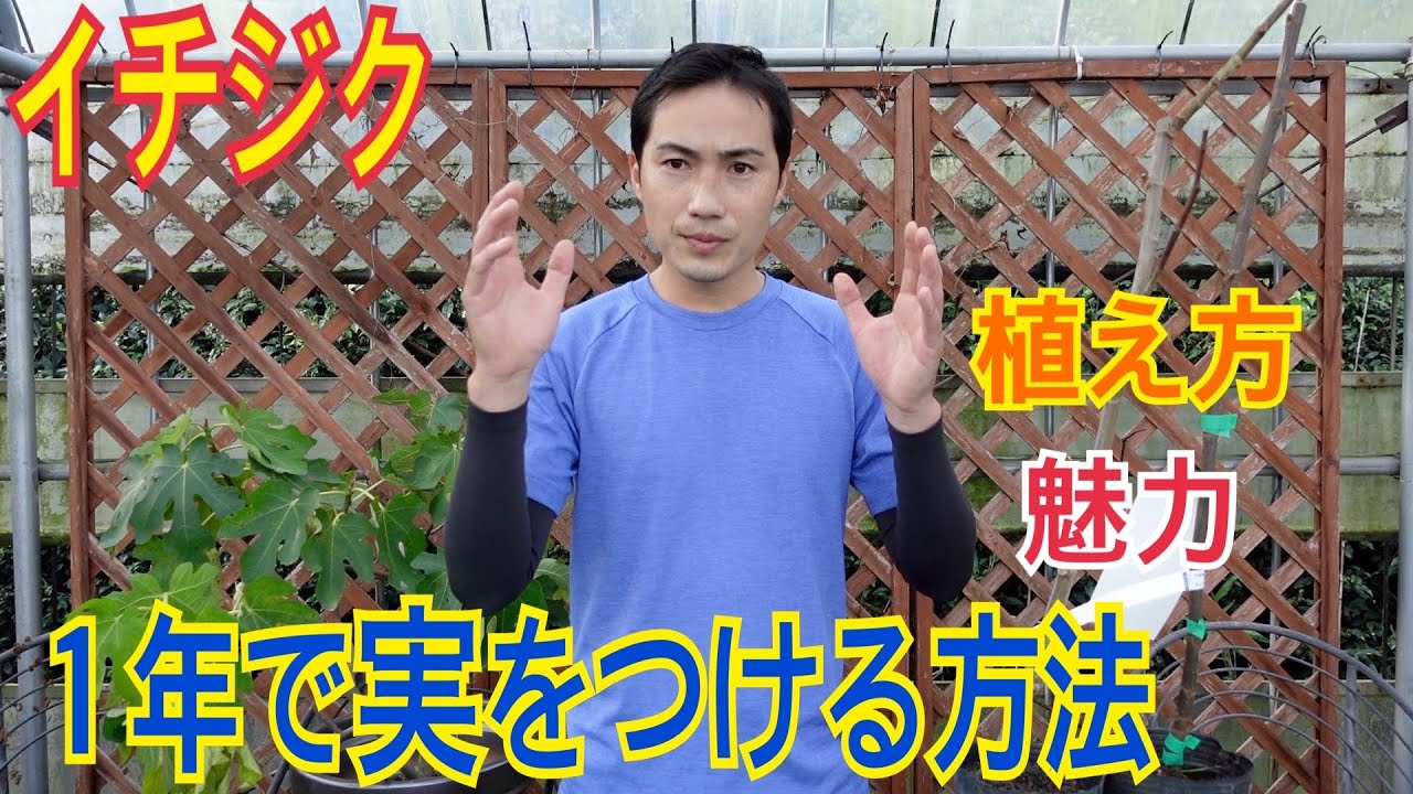 イチジクの果実を植えつけから１年で収穫する方法！！