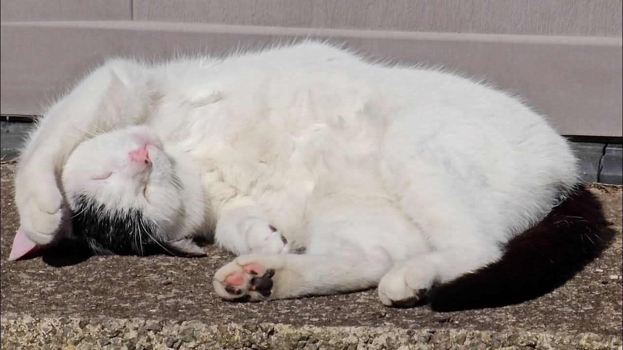Cute Sleeping Cat