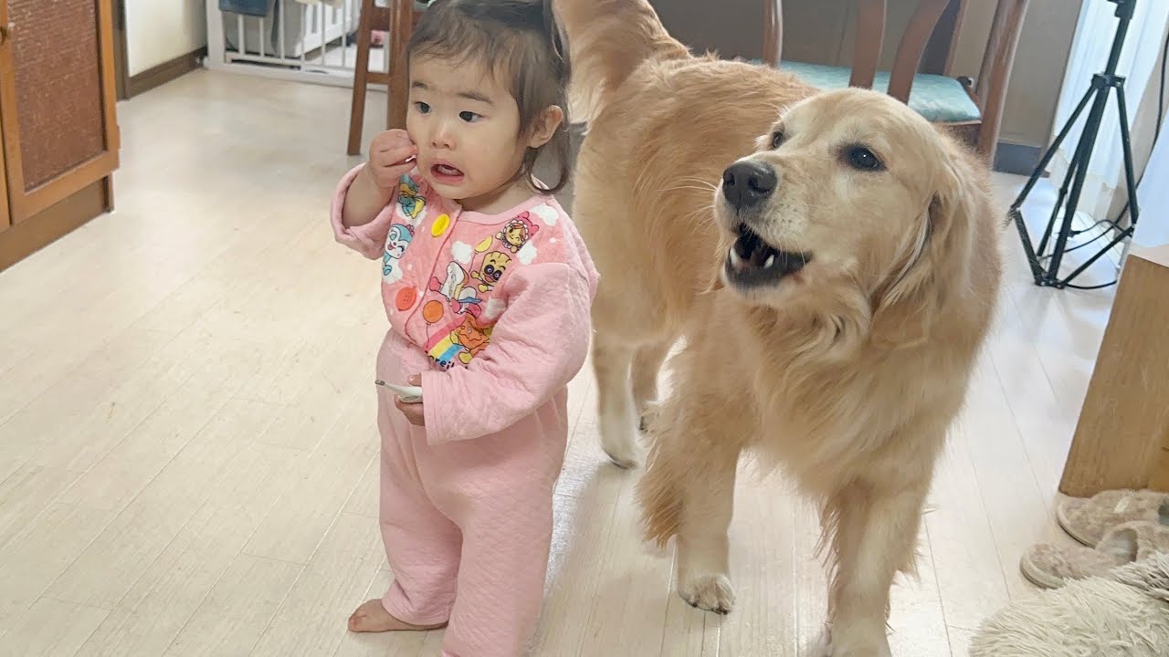 突然怒り始めた豆柴に対してタッグを組んで抗議し始めるゴールデンレトリバーと1歳児