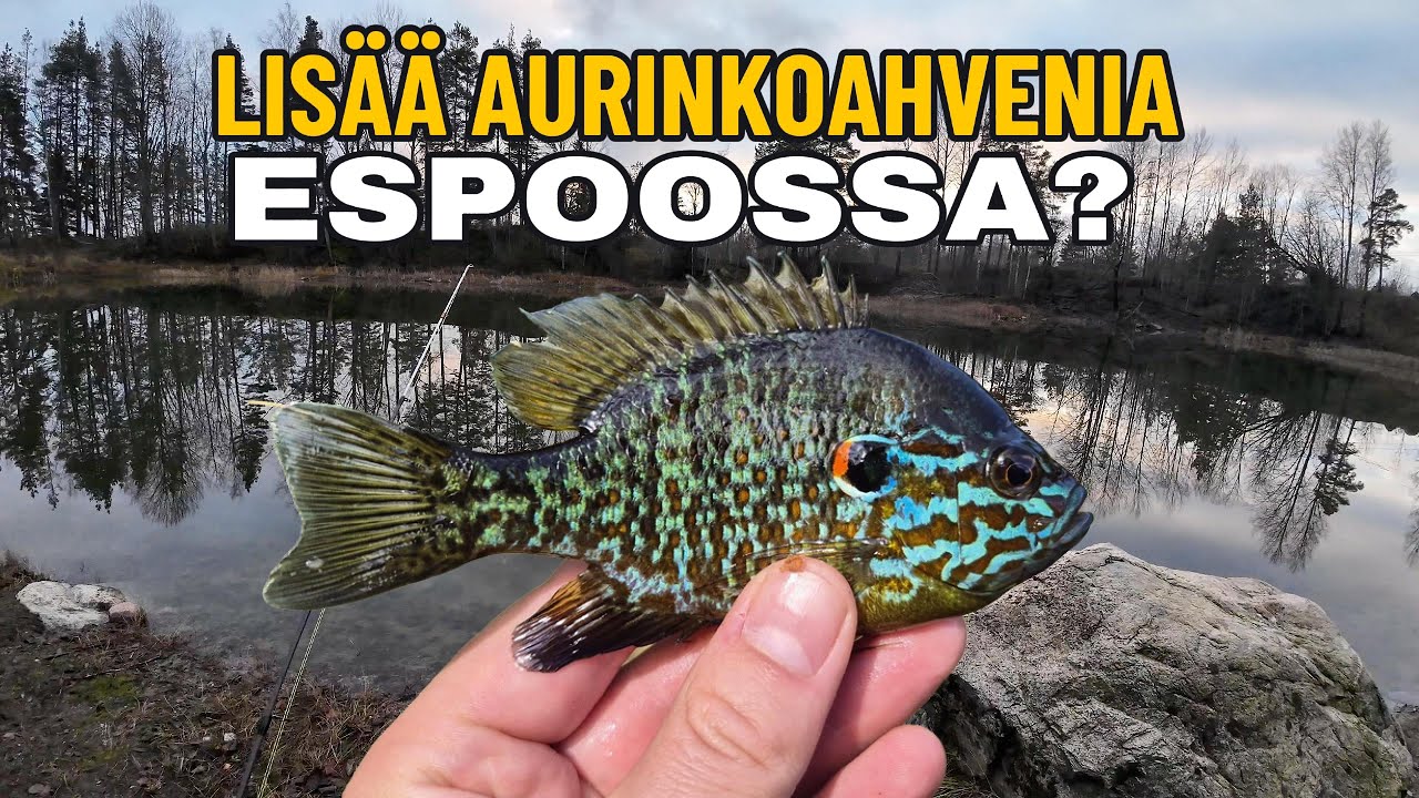 Onko Espoossa toinenkin lampi täynnä aurinkoahvenia?