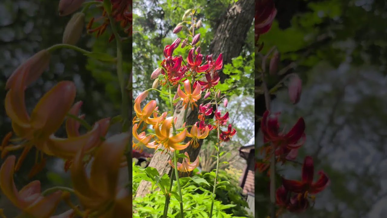 A mix of Beautiful Martagon Lilies + Asiatic Lily #shorts #lilies