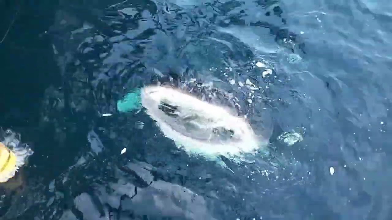 INILAH PENGHUNI LAUT PAUS BINTIK ,PAUS TUTUL YANG JINAK