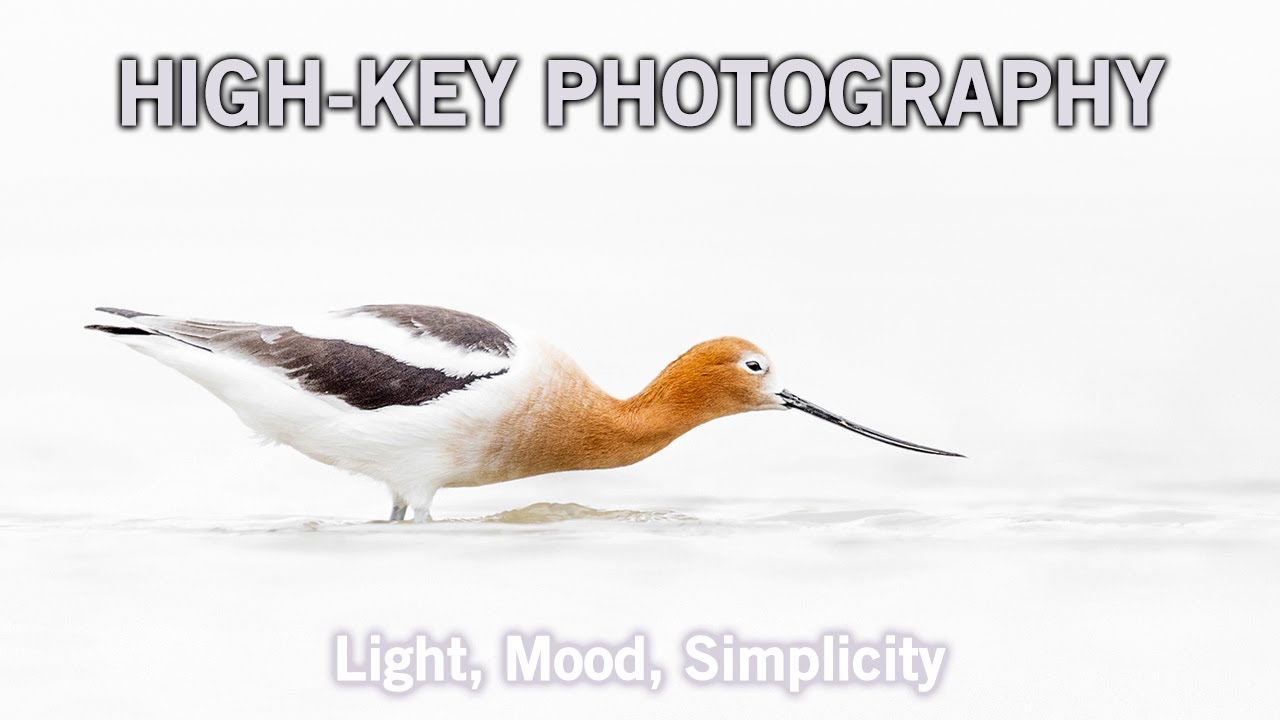 Фотосъемка в высоком ключе: объяснение (дикая природа и не только)