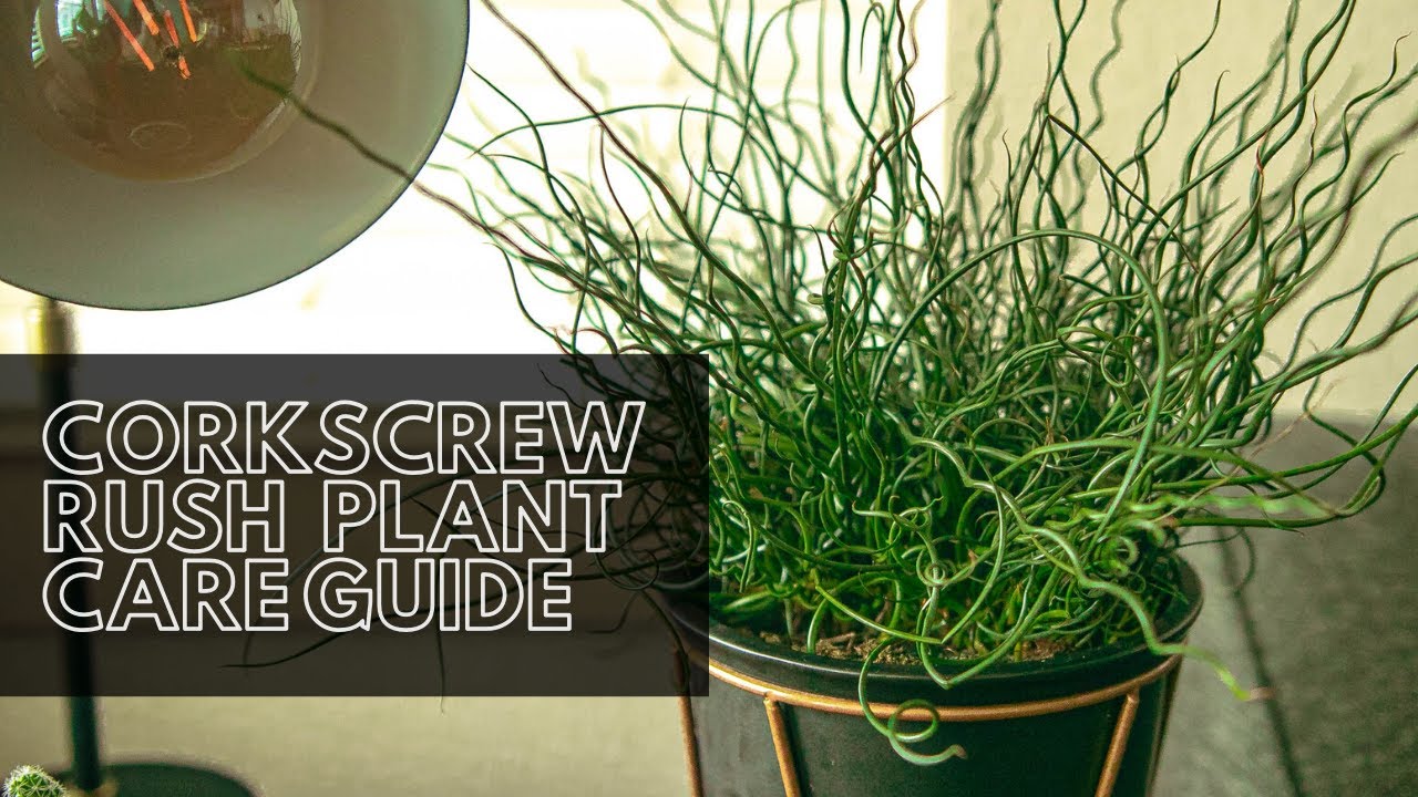 Corkscrew Rush Indoor / Outdoor Plant Care Guide (For Beginners)