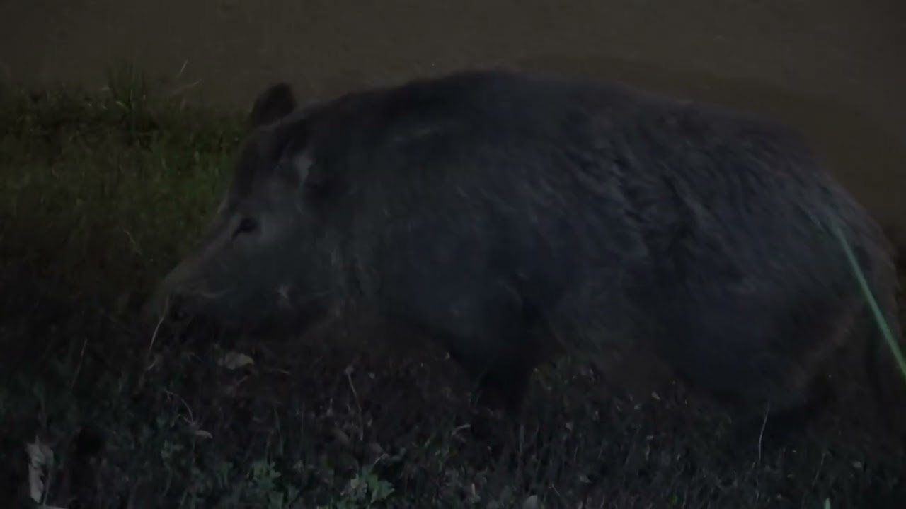 Cinghiale di grosse dimensioni impaurisce donne e bambini in villa ad Ariano