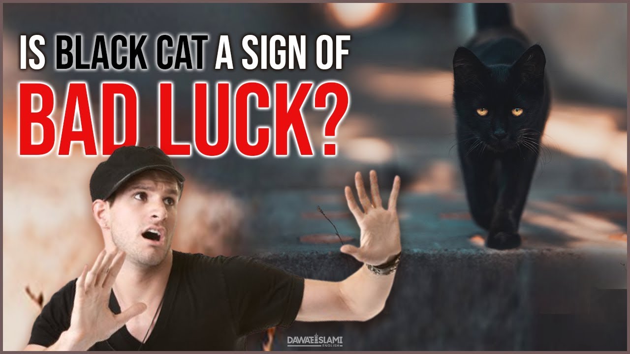Is Black Cat a Sign of Bad Luck? | Superstition vs Facts