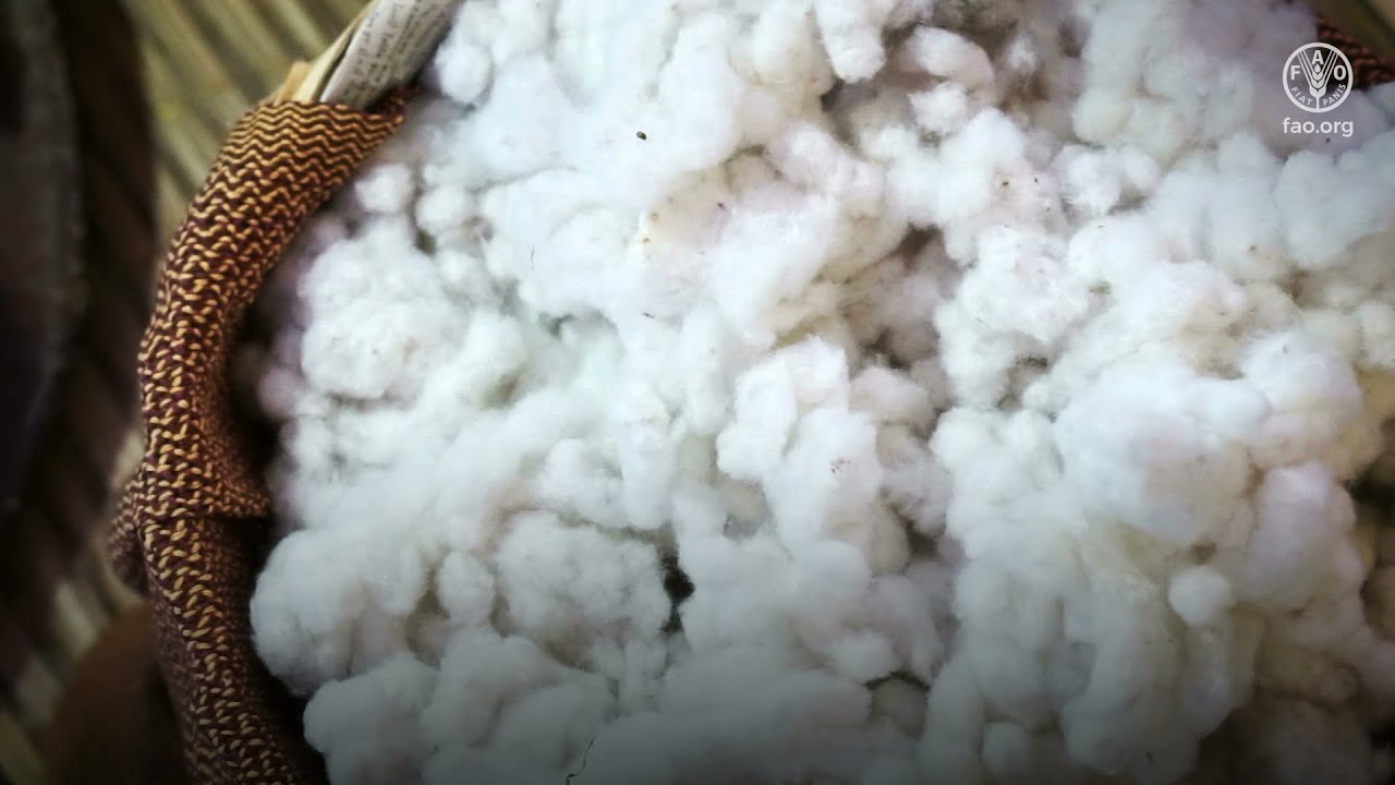 Cotton, weaving a better future together