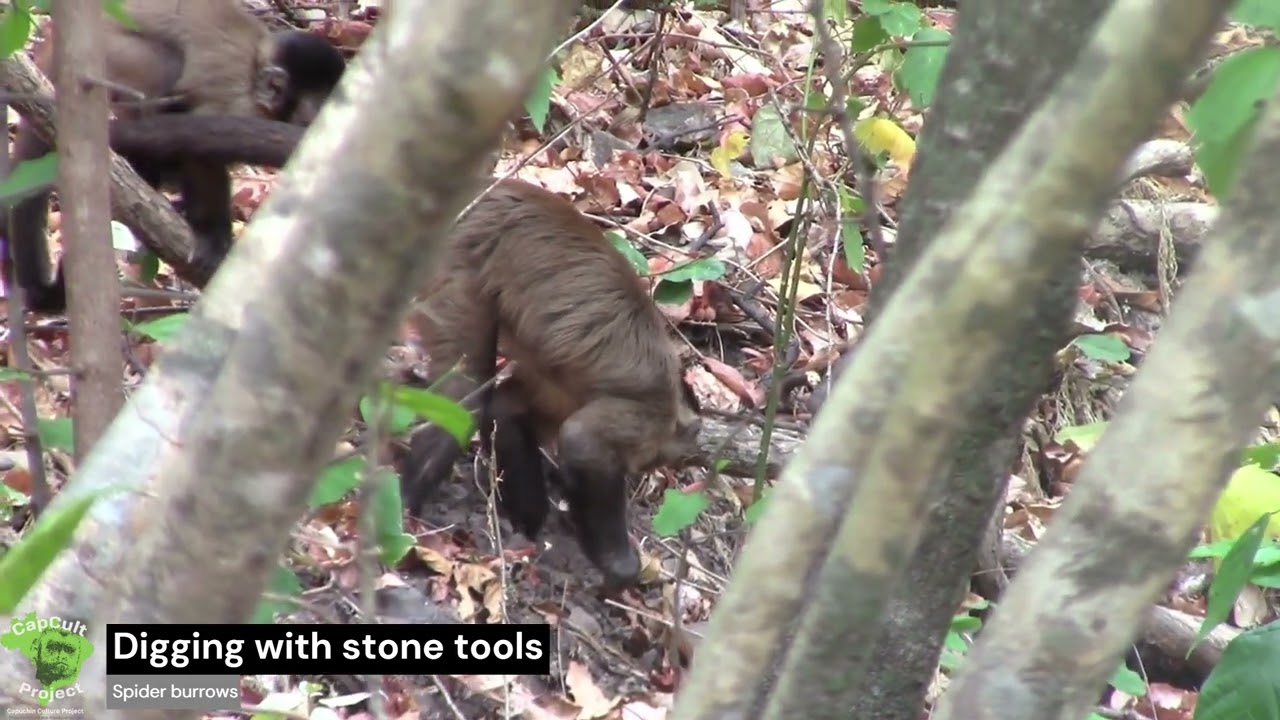 Capuchin monkeys at Ubajara using stones and sticks to access underground food