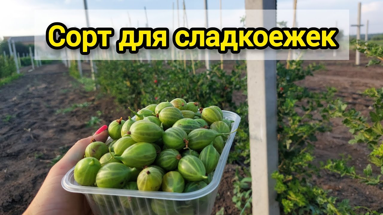 Крыжовник Орфей