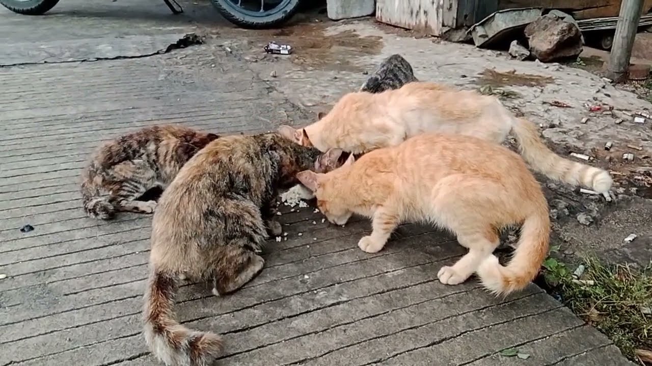 Bangun pagi sarapan bersama kucing kucing lucu