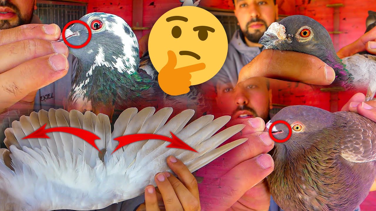 أسهل طريقة لمعرفة عمر الحمام إذا كان صغير أم كبير؟!