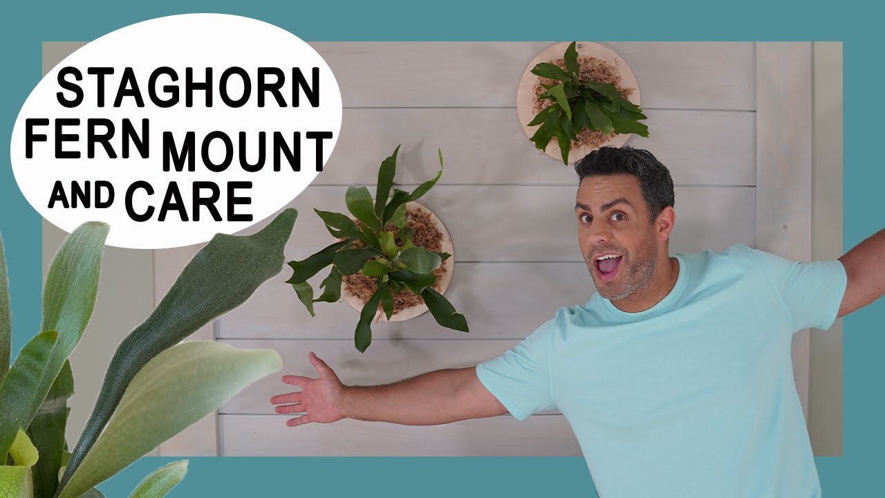 Houseplant Trends 2021: Staghorn Fern (Platycerium Bifurcatum) Plaque Mount and Crucial Care Tips!