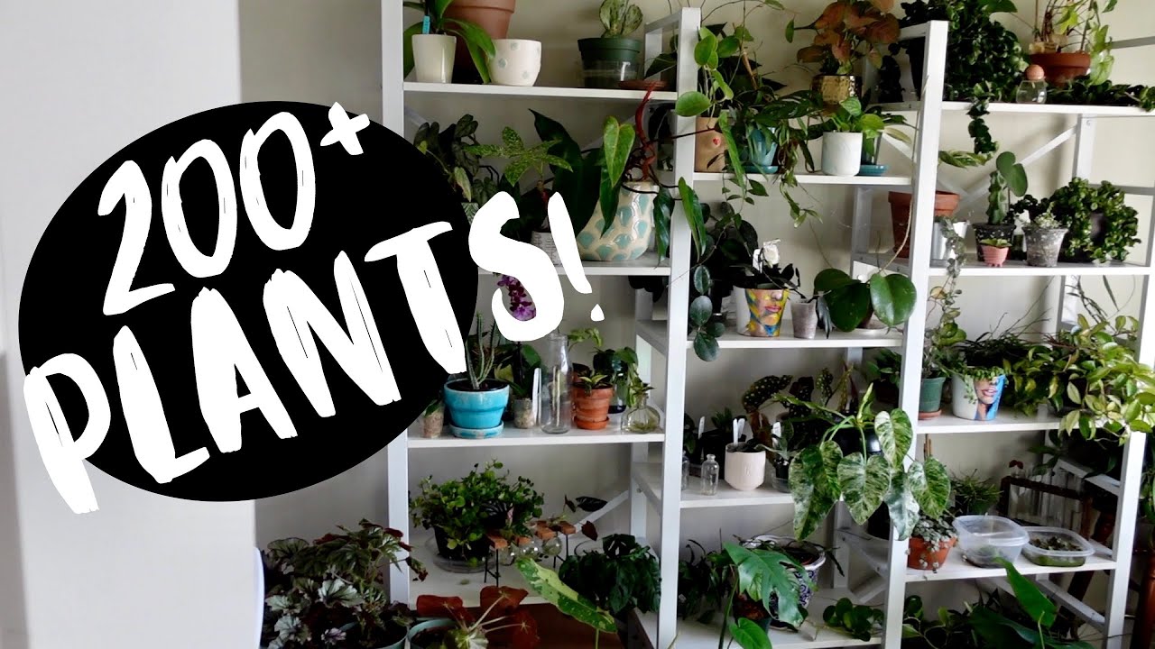 My Plant Room Tour! Over 200 Plants in There :P