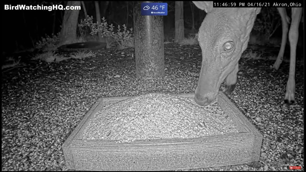 Doe Deer Visit BWHQ (x1.5) - 4.16.21