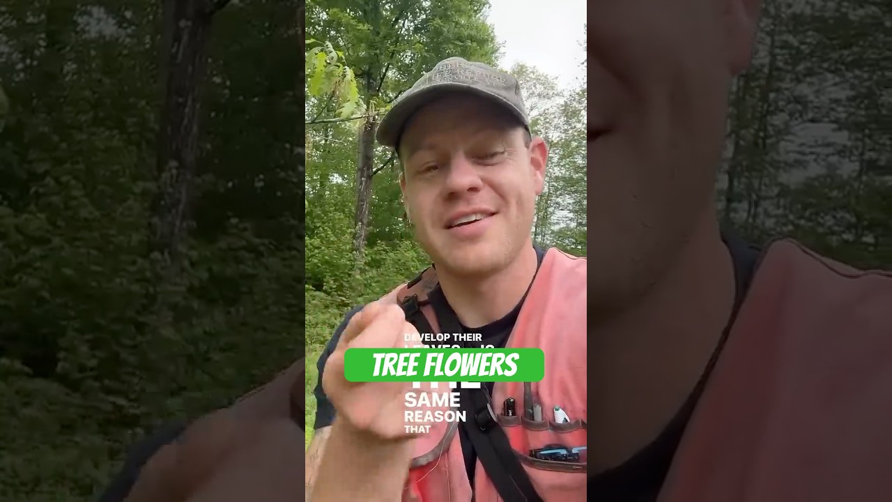 Why tree flowers so weird? #tree #trees #plant #plants #flower #flowers #forest #nature #short