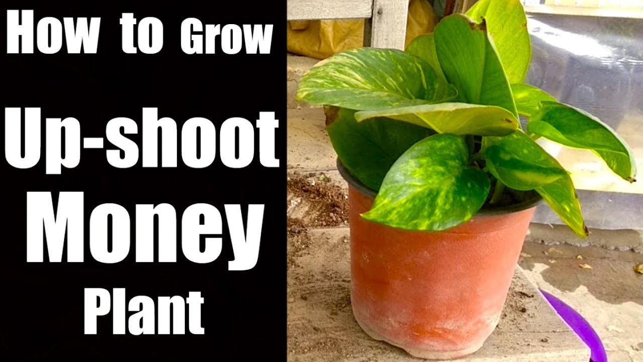 How to Grow Up Shoot Money Plant from Cutting | 100% Result in Soil or Water (Urdu-Hindi)