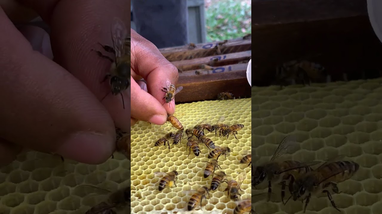 Queen Bee Secured for a Safe Hive 🐝👑 | Beekeeping Care 