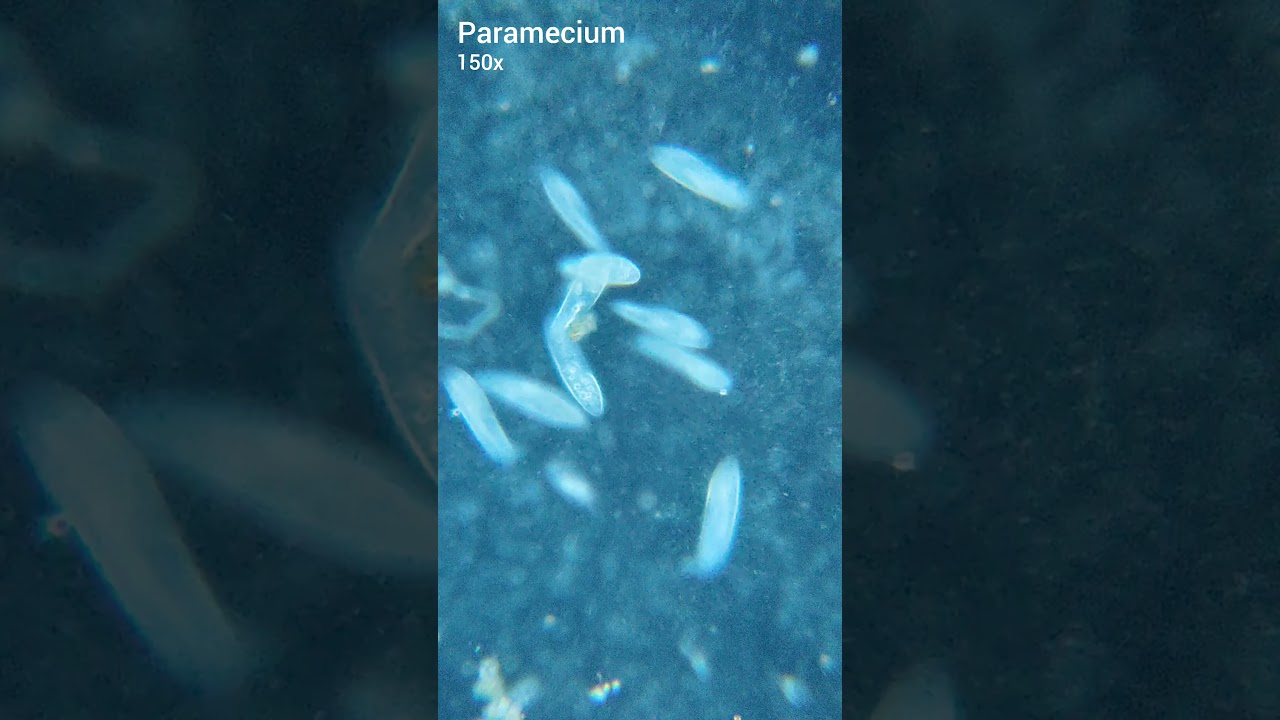 Paramecium