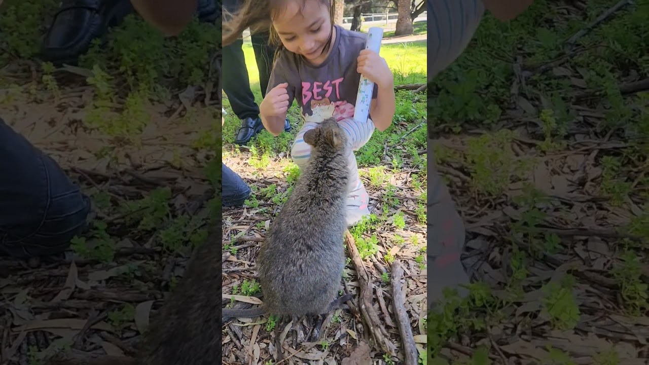 Rottnest Island in Perth WA|The Home for Quakkas #quokka #rottnestisland