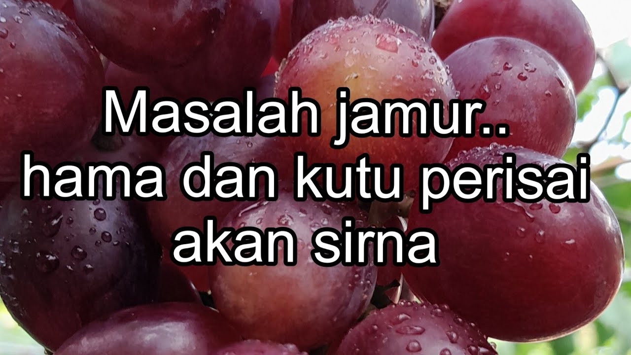 CARA MENGATASI MASALAH ANGGUR,@petanihidroponikcomal.2756
