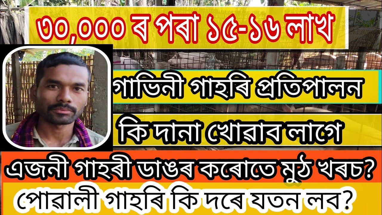 pig farm in assam / মাক-দেউতাকৰ সপোন সফল কৰিলে ৩ ককাই-ভাই@Dimpu's Vlogs
