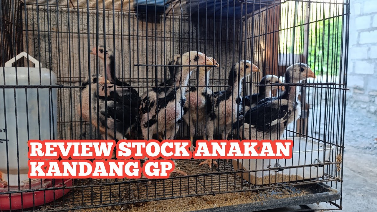 STOCK ANAKAN PER TGL 16 AGUSTUS 2024