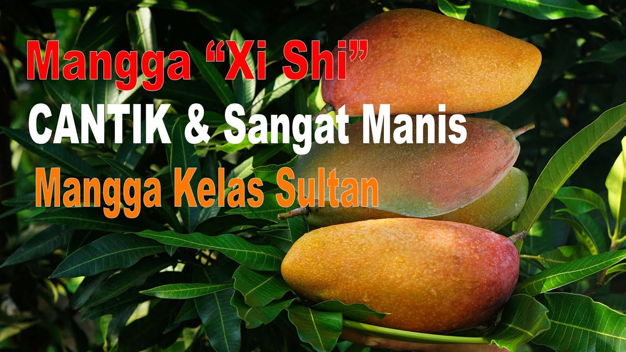 MANGGA 
