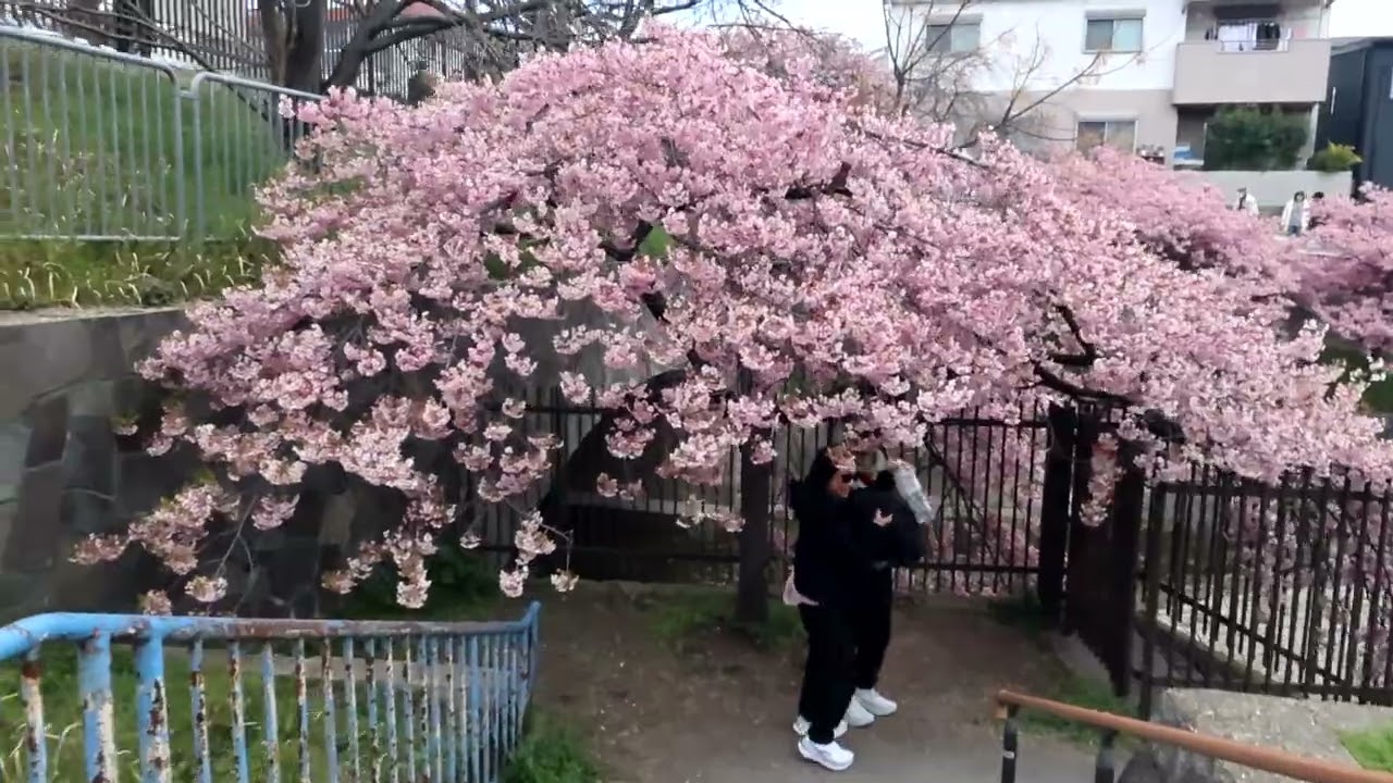 【淀の河津桜 2026】