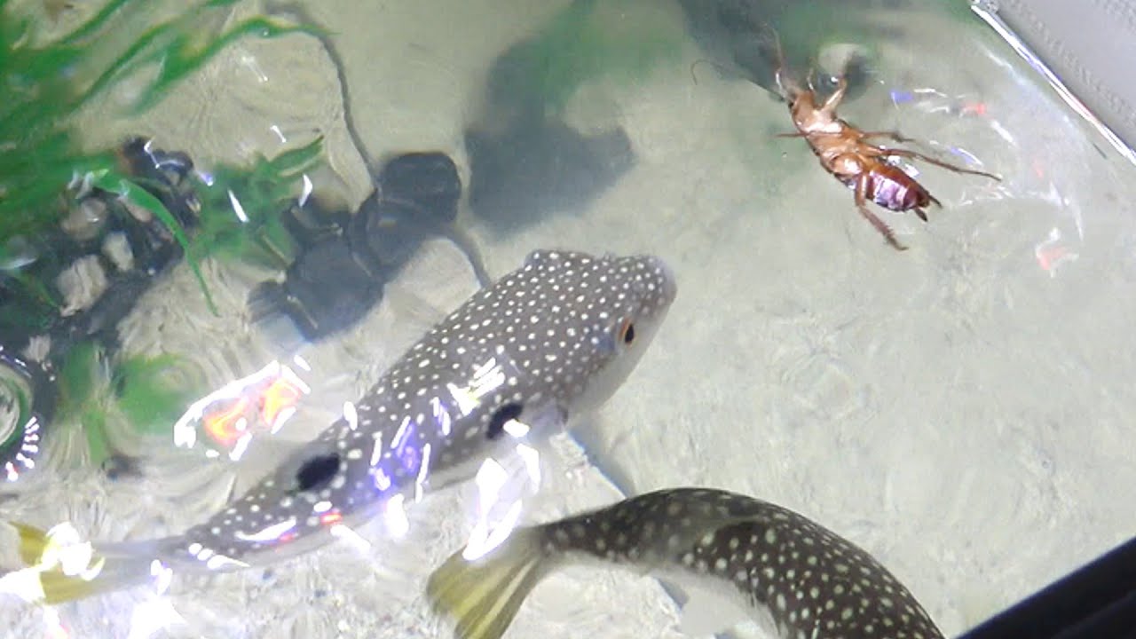 飢えたフグが泳ぐ水槽にゴキブリを落とすと...